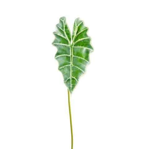 FOGLIA CALADIUM ORTHOLANUM OUT